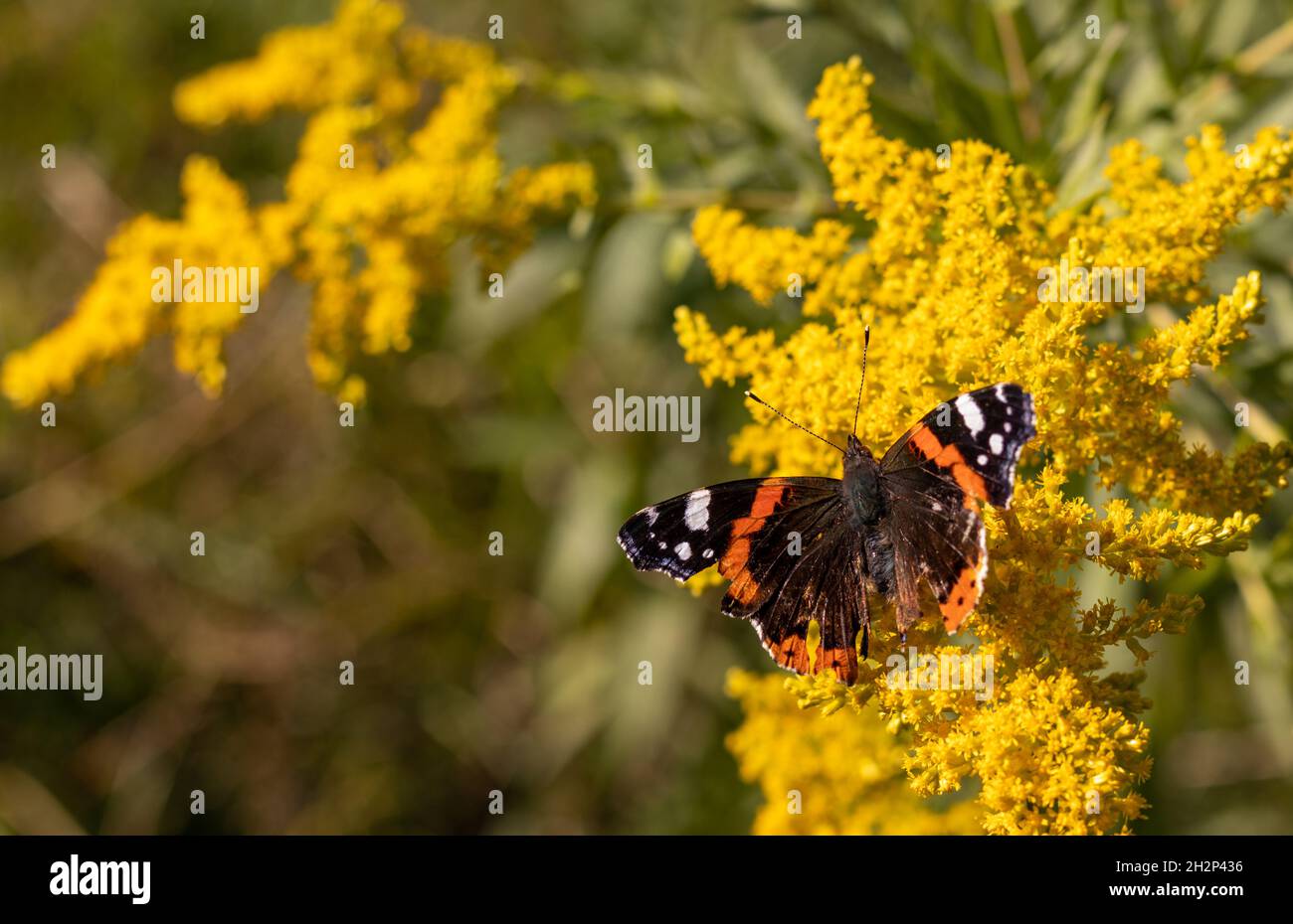 Le papillon blessé de l'amiral rouge sur les fleurs de la verge d'or.Vanessa atalanta. Banque D'Images