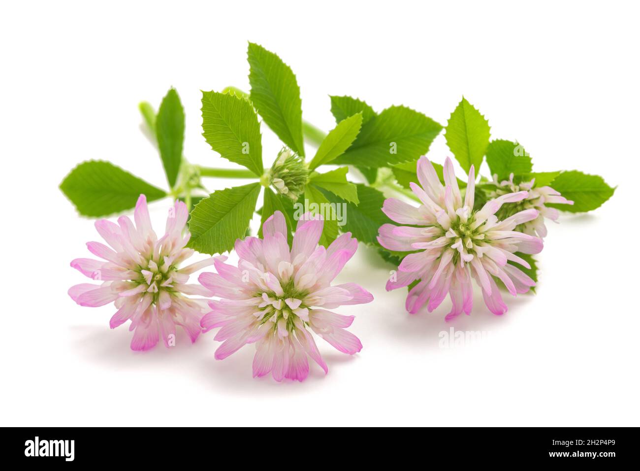 Trèfle inversé (Trifolium resupinatum) isolé sur fond blanc Banque D'Images
