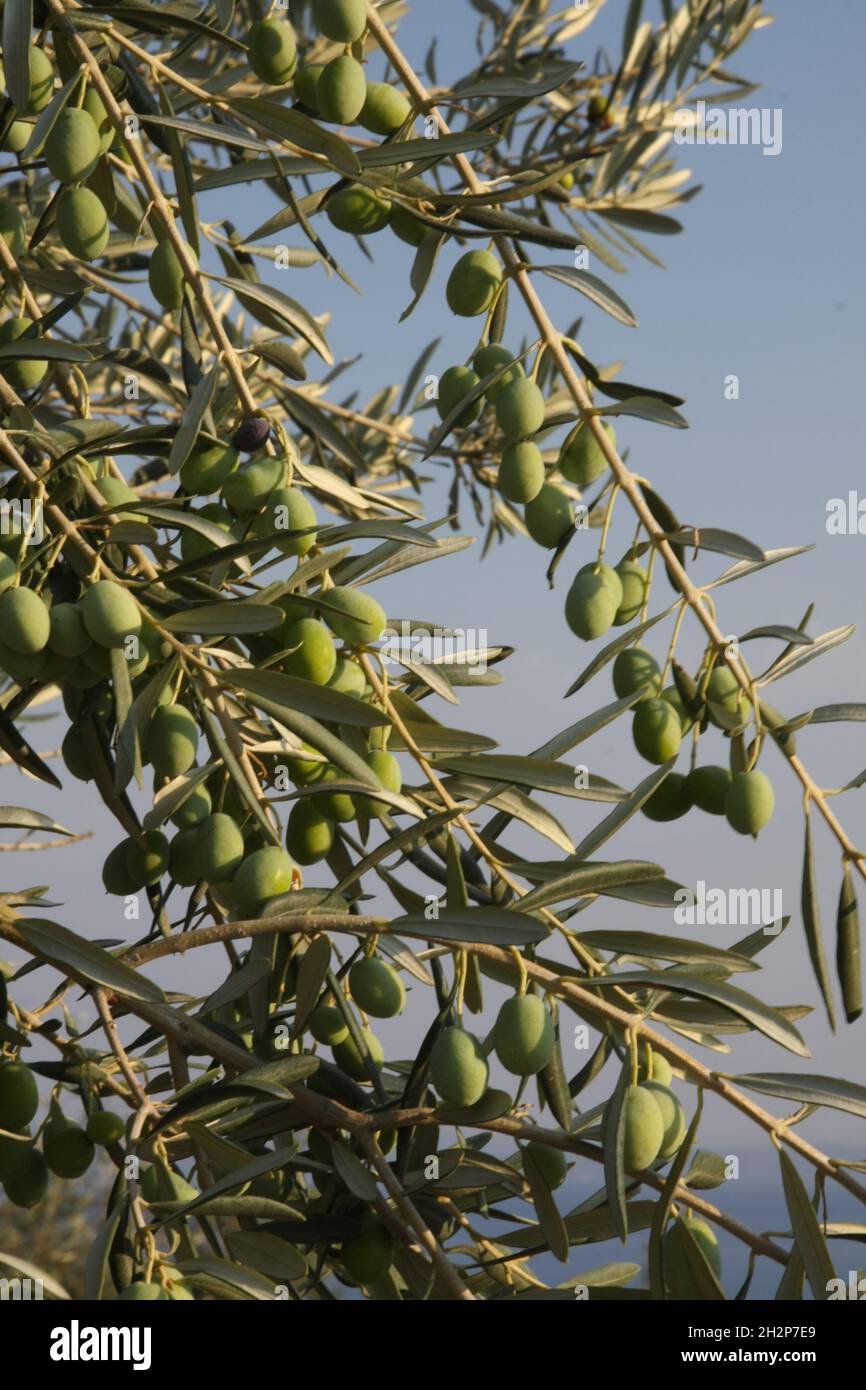 Beaucoup d'olives fraîches et d'arbres en Turquie Banque D'Images