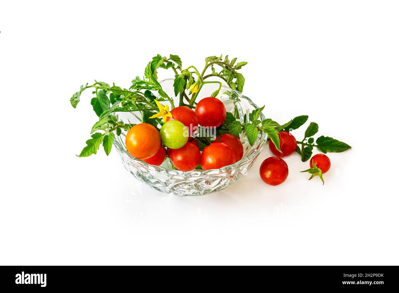 Tomates cerises fraîchement cueillies avec feuilles et fleurs jaunes.Isolé sur fond blanc. Banque D'Images