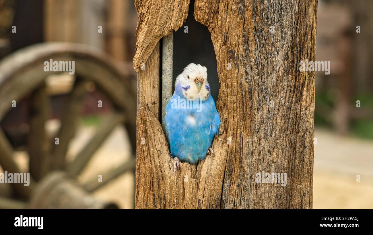 buccin bleu et blanc dans une cavité d'arbre. gros plan de l'oiseau Banque D'Images