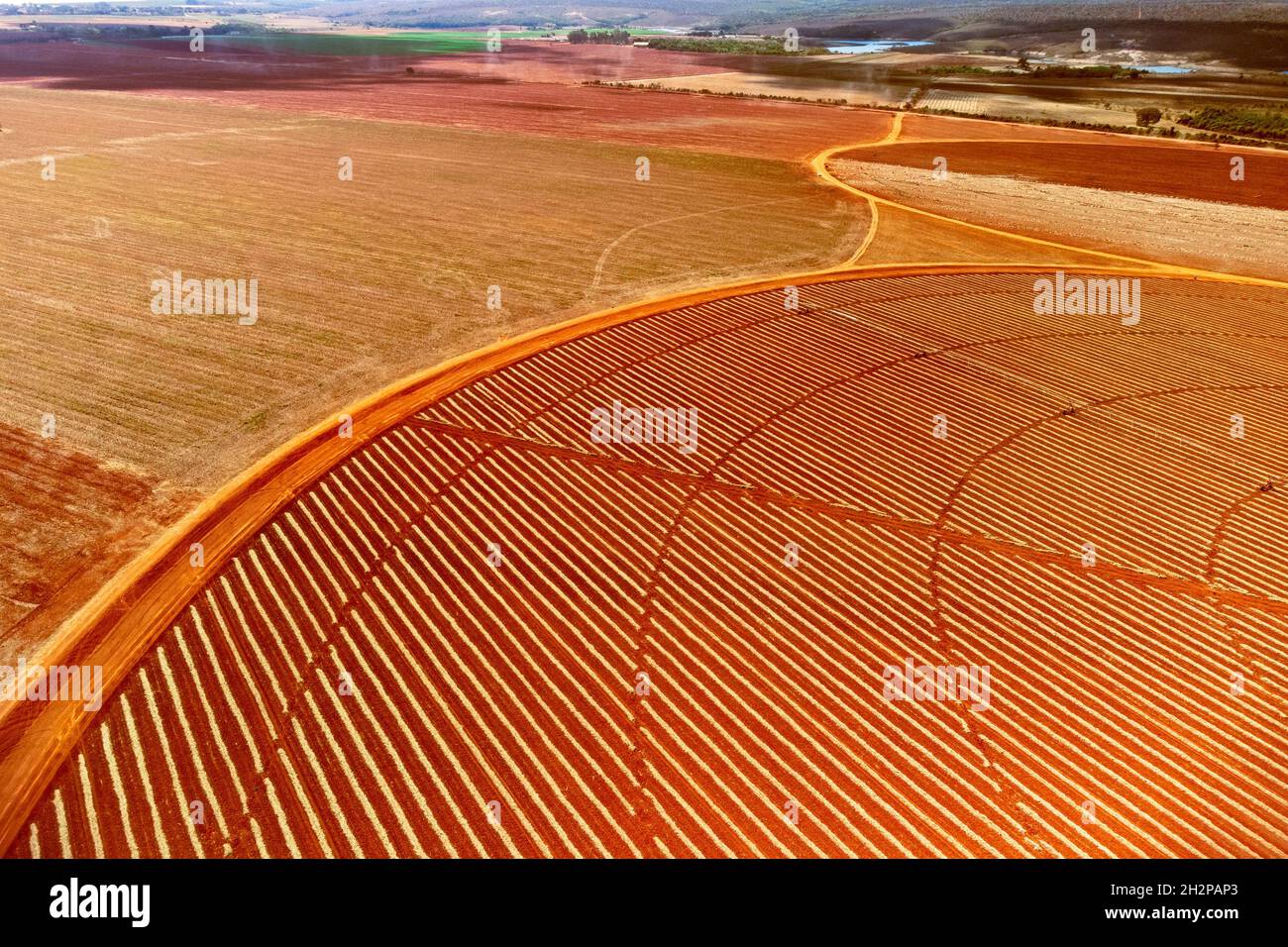 Vue aérienne des champs de légumes, Brésil Banque D'Images
