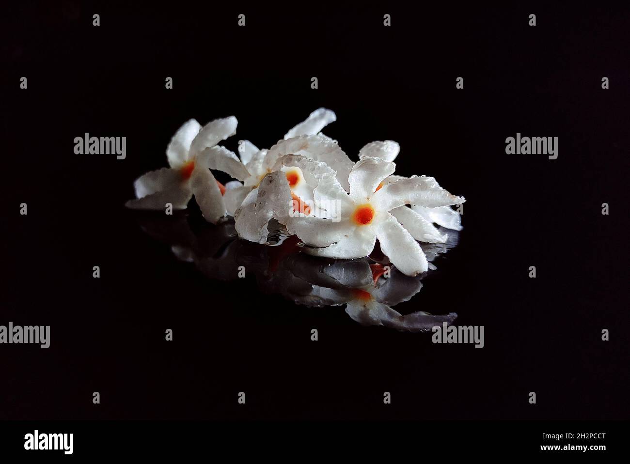 fleurs fraîches Banque D'Images