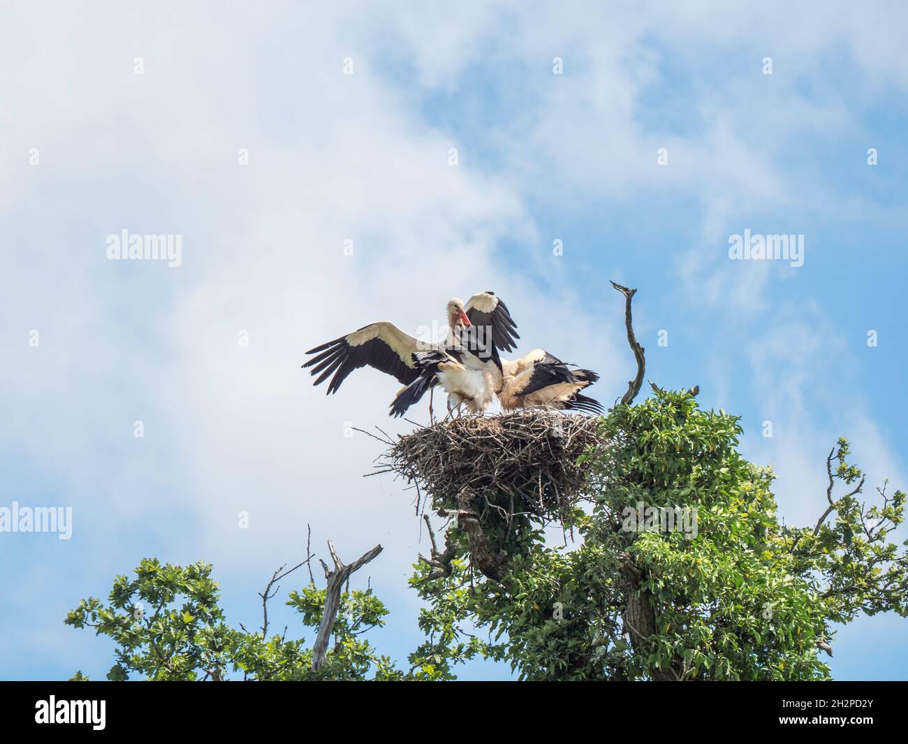 White Stork nourrissant ses jeunes dans le Nest.Knepp Estate. Banque D'Images