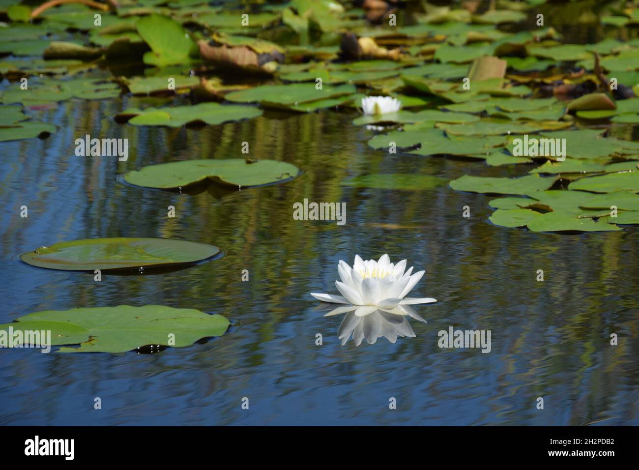 Magnifique Nymphaea alba communément connu comme nénuphar blanc parmi les feuilles de lotus sur l'eau dans un étang Banque D'Images