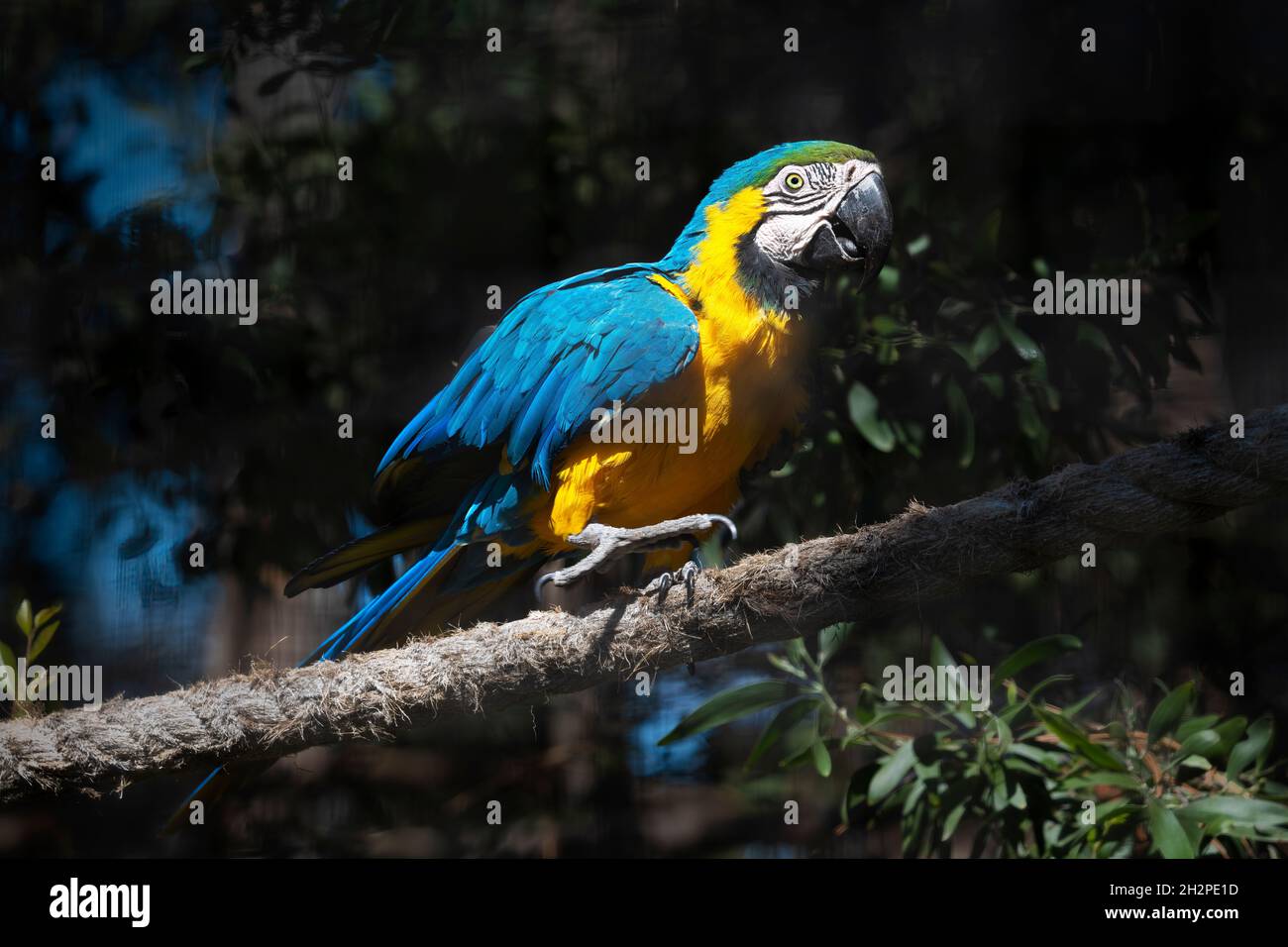 Perroquet de macaw bleu et jaune également connu sous le nom de macaw bleu et or (Ara ararauna) marchant sur une corde.Arrière-plan sombre. Banque D'Images