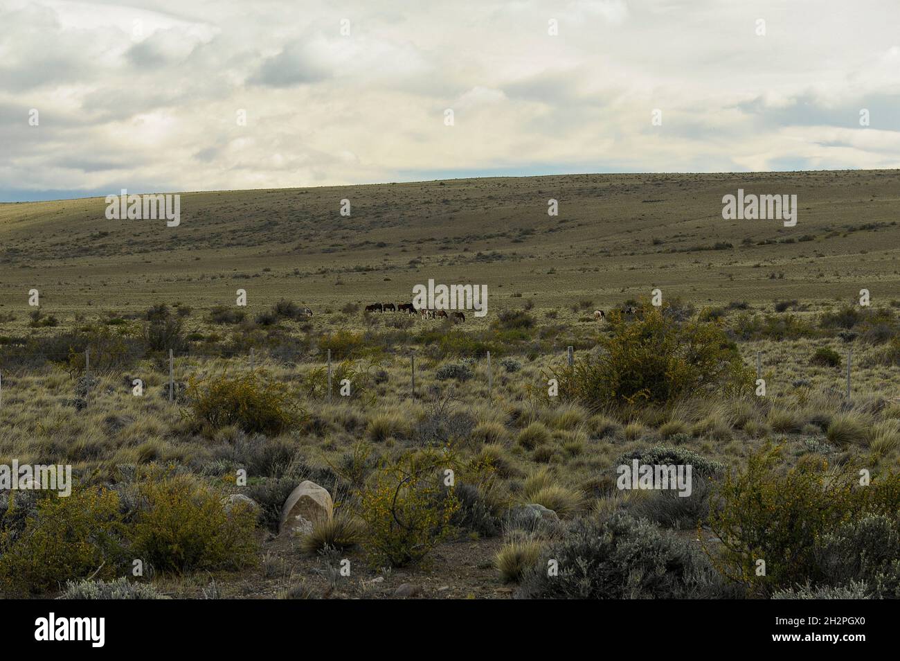 Steppes arides, prairies et déserts de la Patagonie Argentine Banque D'Images
