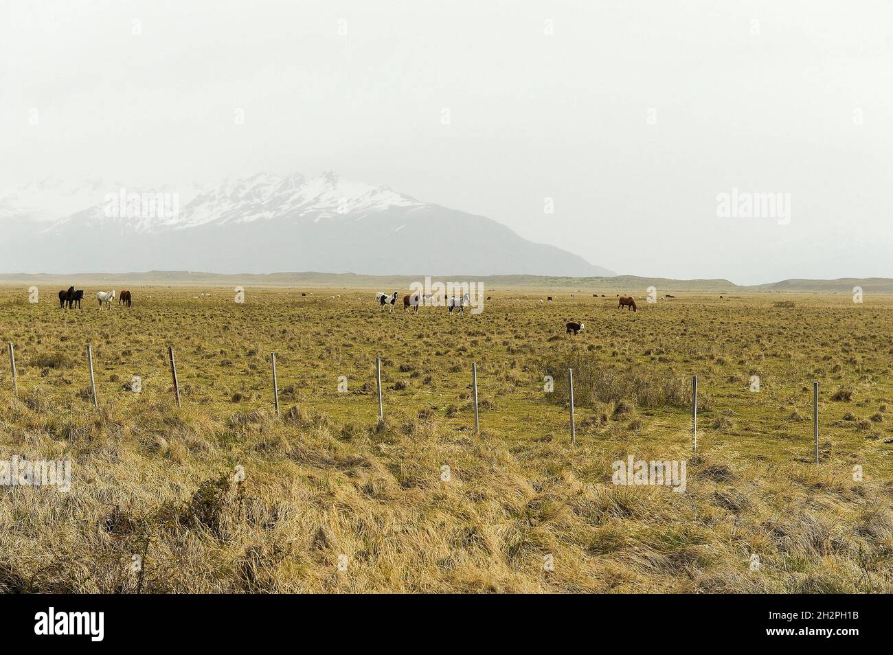 Steppes arides, prairies et déserts de la Patagonie Argentine Banque D'Images