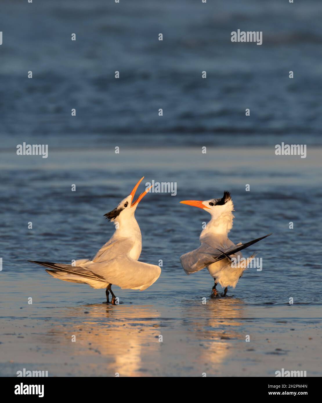 Royal terns (Thalasseus maximus) courrant à la plage de l'océan tôt le matin, Galveston, Texas, États-Unis. Banque D'Images