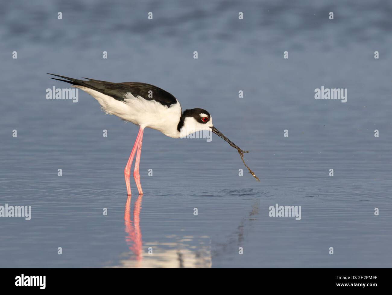 Stilt à col noir (Himantopus mexicanus) se nourrissant dans le marais marécageux, Galveston, Texas, États-Unis. Banque D'Images