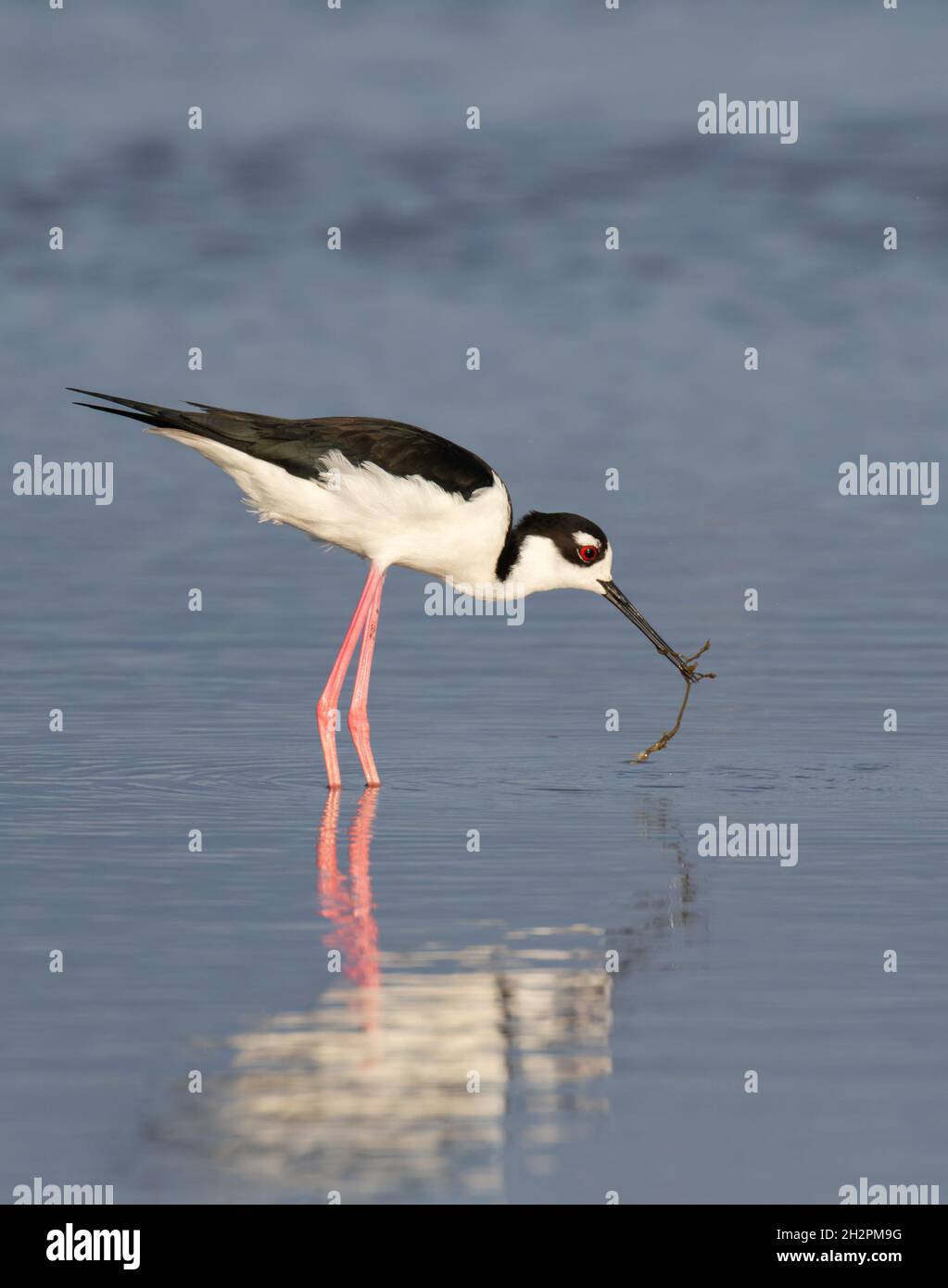 Stilt à col noir (Himantopus mexicanus) se nourrissant dans le marais marécageux, Galveston, Texas, États-Unis. Banque D'Images