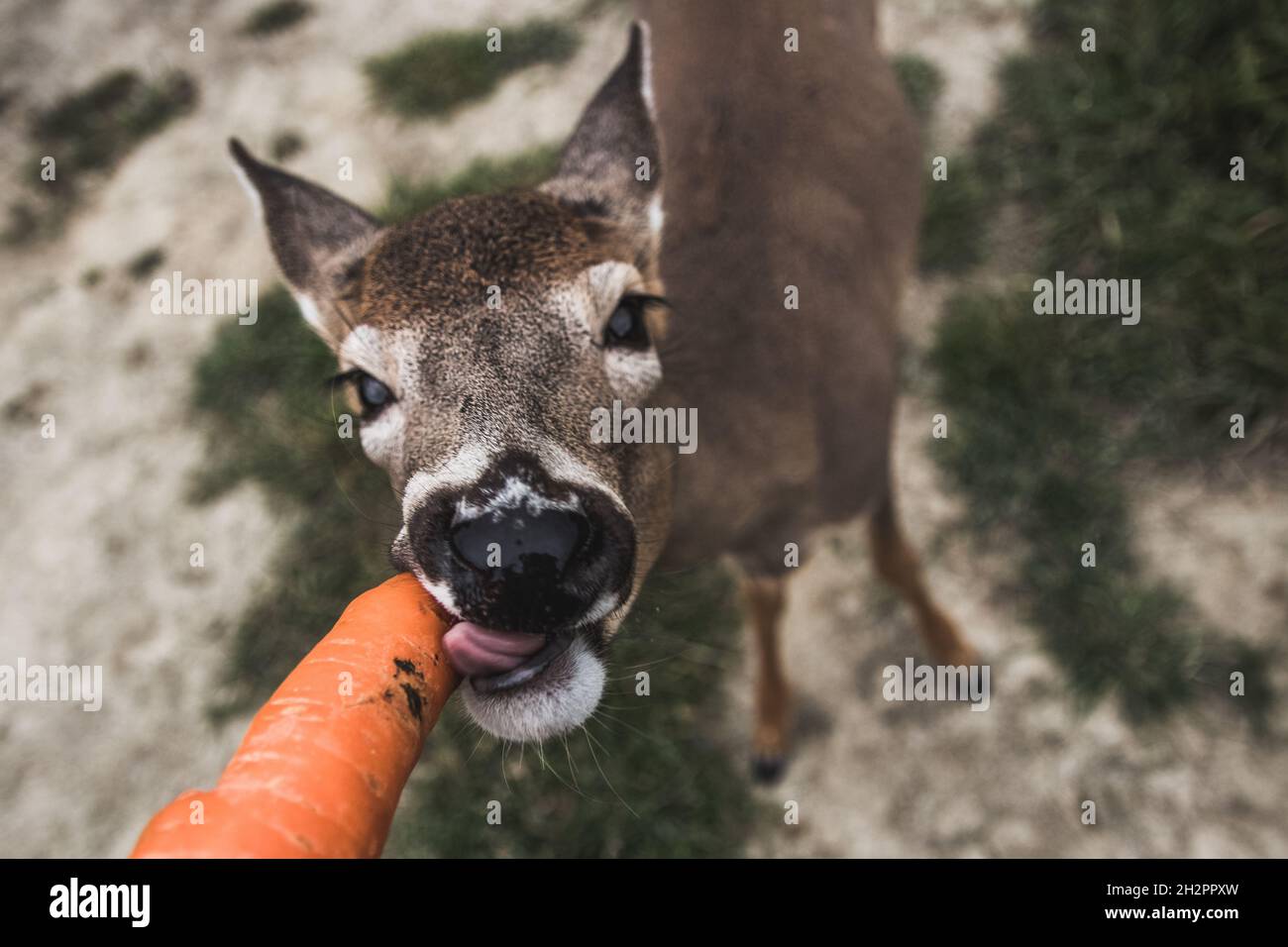 Cerf de Virginie canadien mangeant une carotte dans un parc Banque D'Images