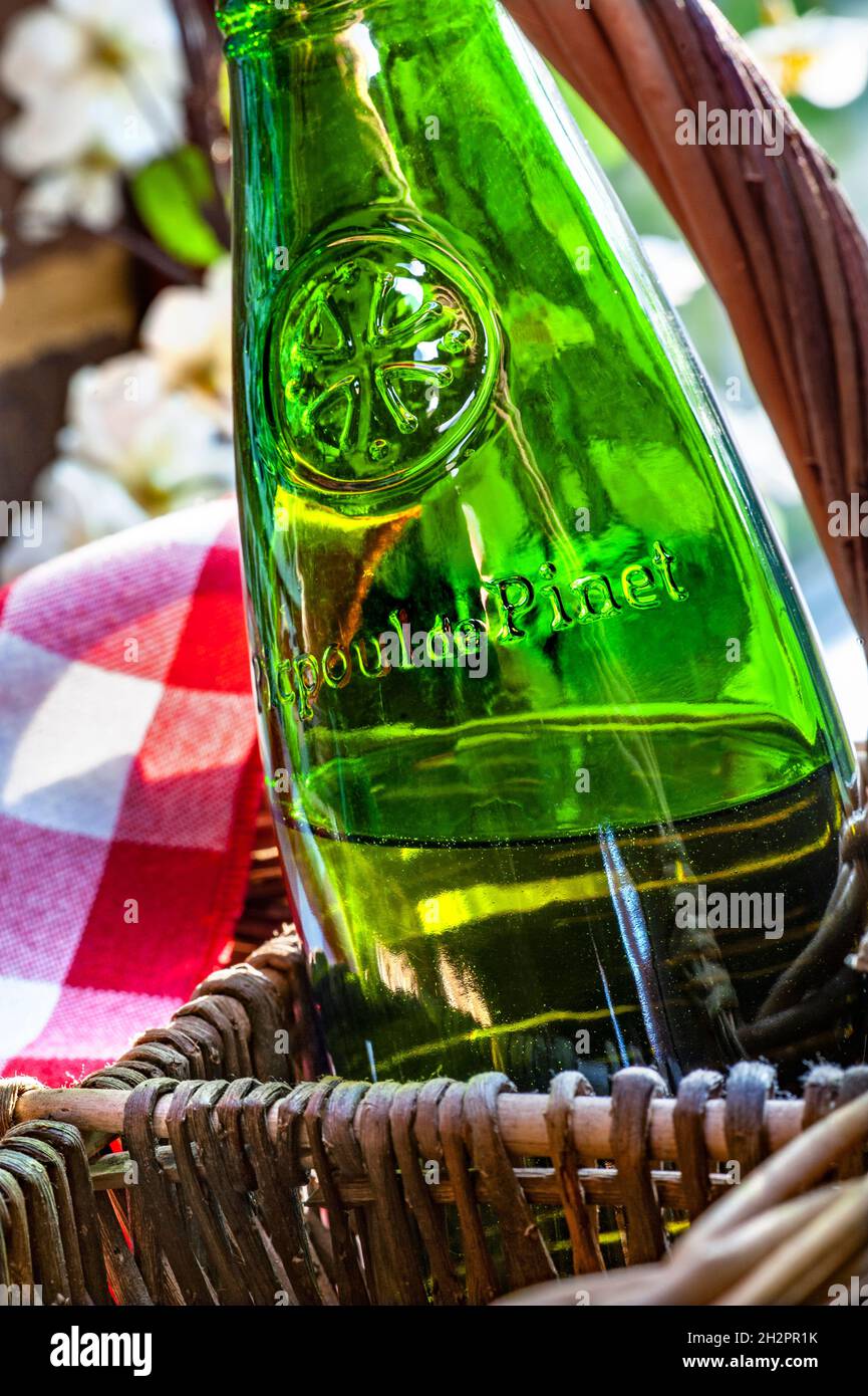 Picpoul de Pinet vin blanc sec du Languedoc dans un panier de bouteille rustique en osier sur terrasse ensoleillée du jardin Languedoc France Banque D'Images