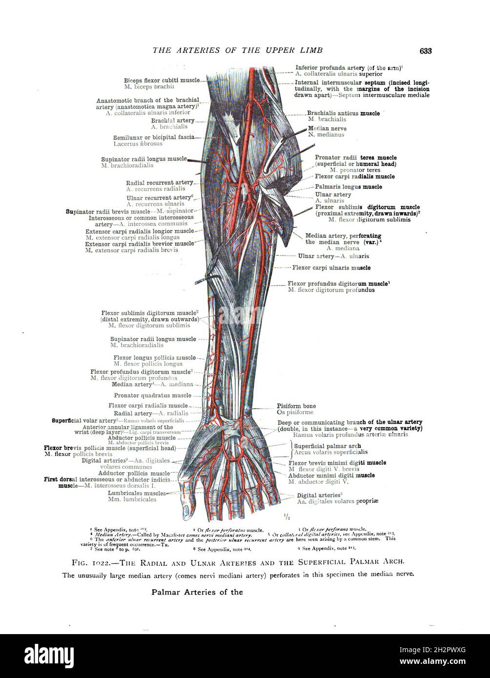 Illustration des artères du membre supérieur d'un manuel d'anatomie du XIXe siècle Banque D'Images