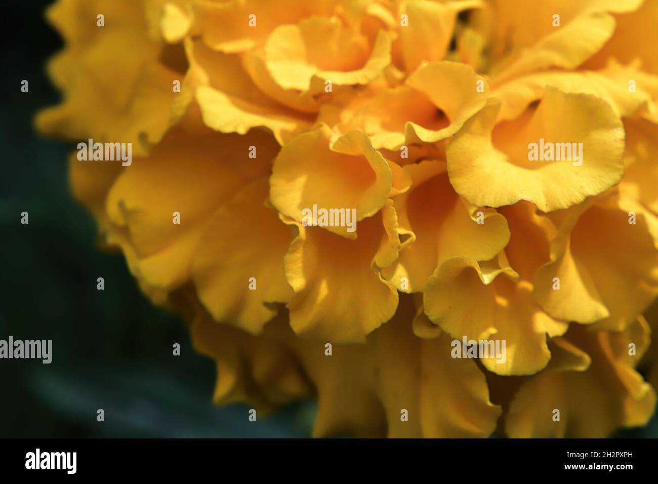 Arrière-plan macro des pétales de fleurs orange marigold Banque D'Images