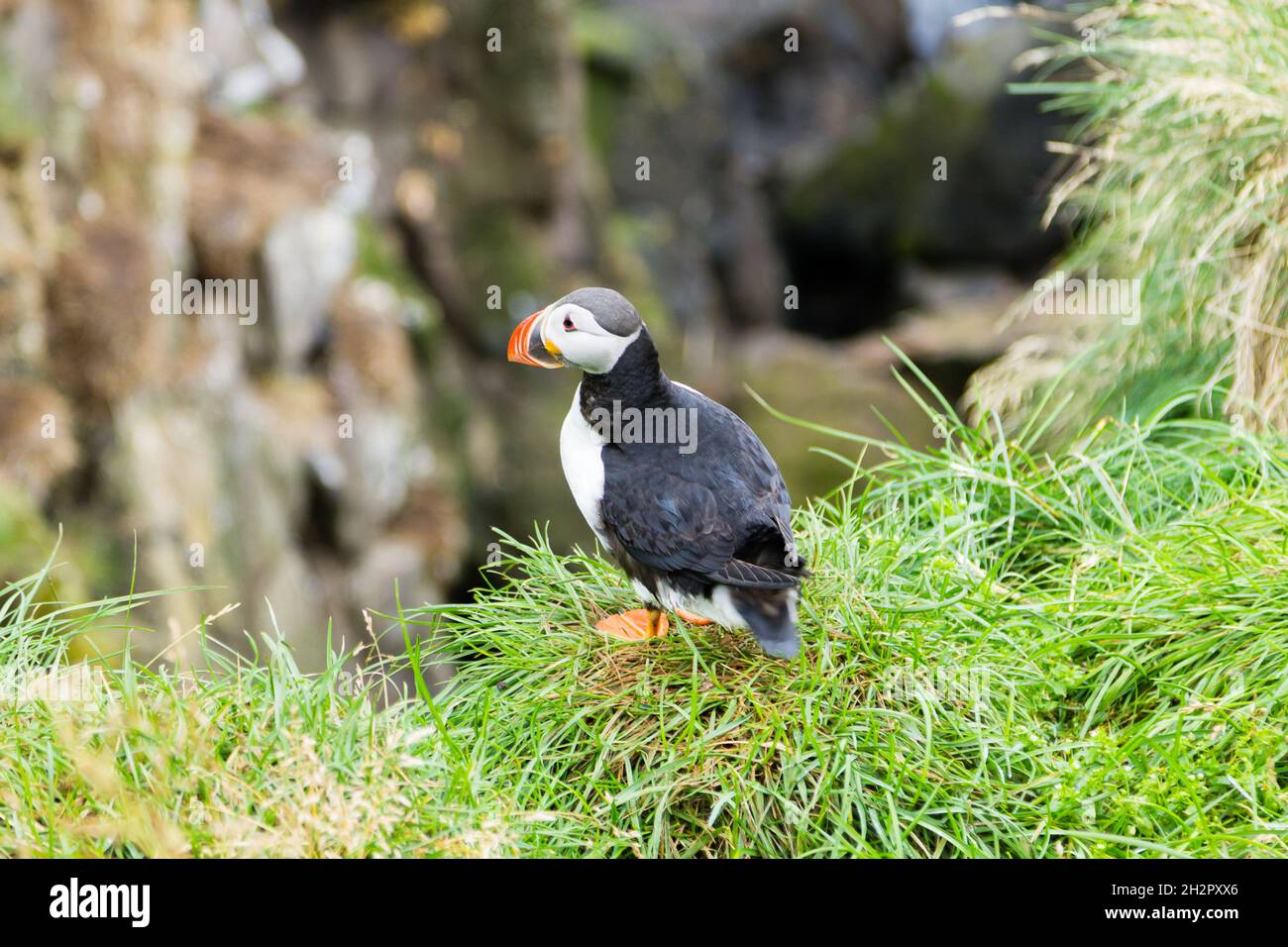 Macareux moine de Borgarfjordur fjord, est de l'Islande. La faune de l'Islande. Macareux moine commun. Fratercula arctica Banque D'Images Macareux moine de Borgarfjordur fjord, est de l'Islande. La faune de l'Islande. Macareux moine commun. Fratercula arctica Banque D'Images