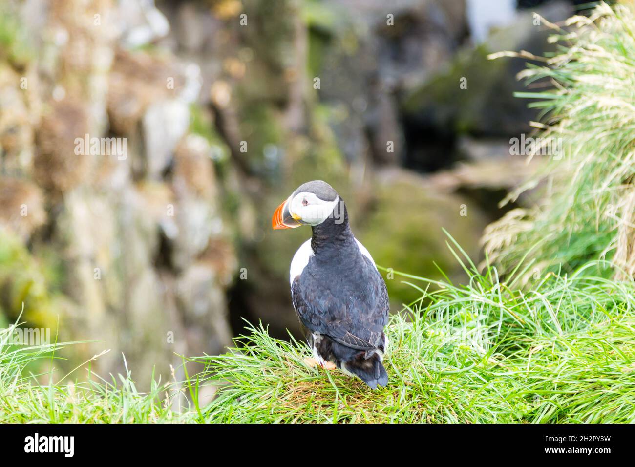 Macareux moine de Borgarfjordur fjord, est de l'Islande. La faune de l'Islande. Macareux moine commun. Fratercula arctica Banque D'Images Macareux moine de Borgarfjordur fjord, est de l'Islande. La faune de l'Islande. Macareux moine commun. Fratercula arctica Banque D'Images