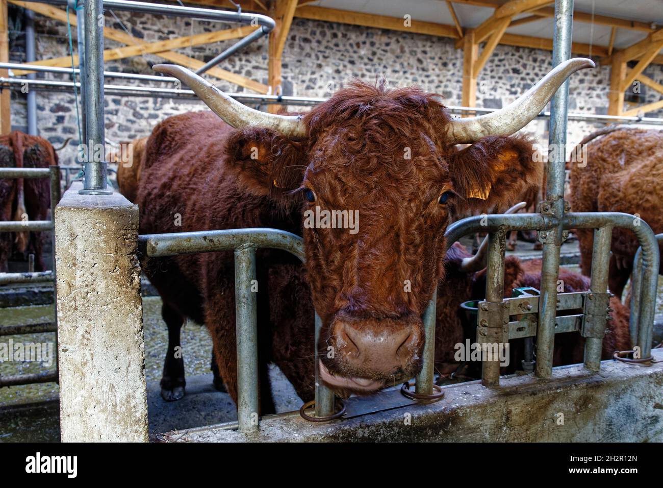 St Etienne-du-Monteil, France.17 juillet 2021.Traite les vaches de Salers à la ferme de Galvaing à St Etienne-du-Monteil, France. Pour faire la tradition de Salers. Banque D'Images