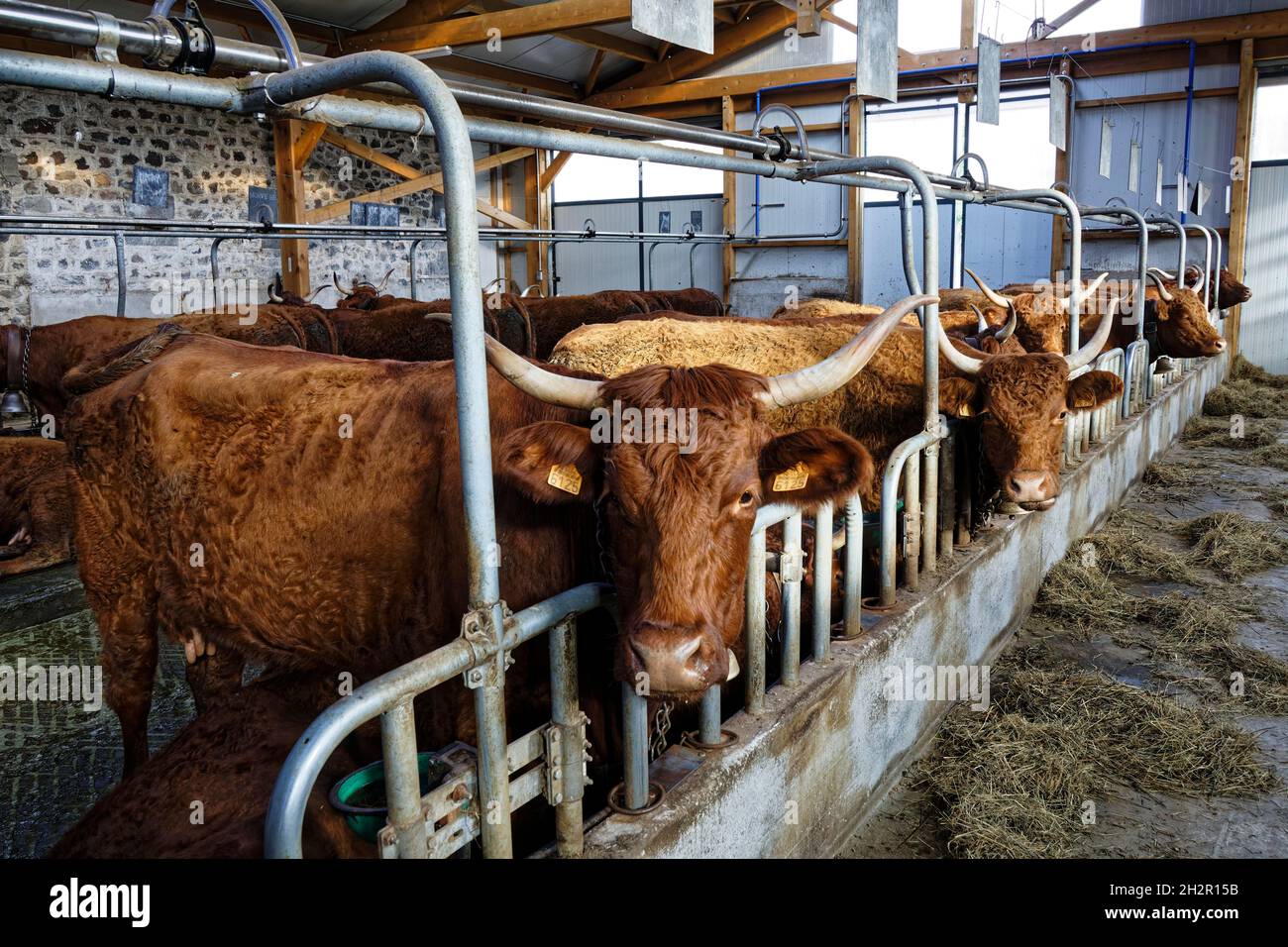 St Etienne-du-Monteil, France.17 juillet 2021.Traite les vaches de Salers à la ferme de Galvaing à St Etienne-du-Monteil, France. Pour faire la tradition de Salers. Banque D'Images