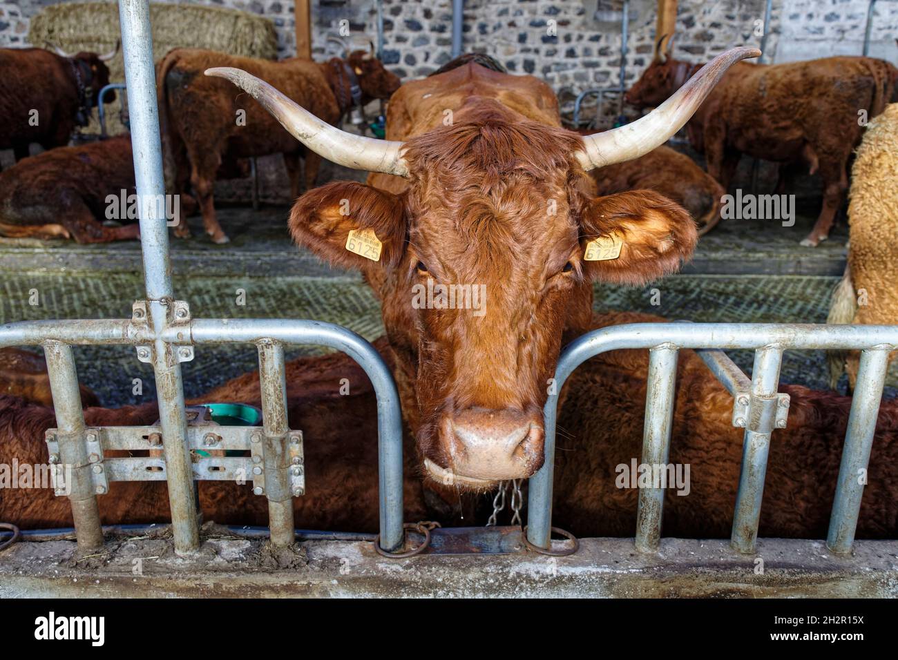 St Etienne-du-Monteil, France.17 juillet 2021.Traite les vaches de Salers à la ferme de Galvaing à St Etienne-du-Monteil, France. Pour faire la tradition de Salers. Banque D'Images