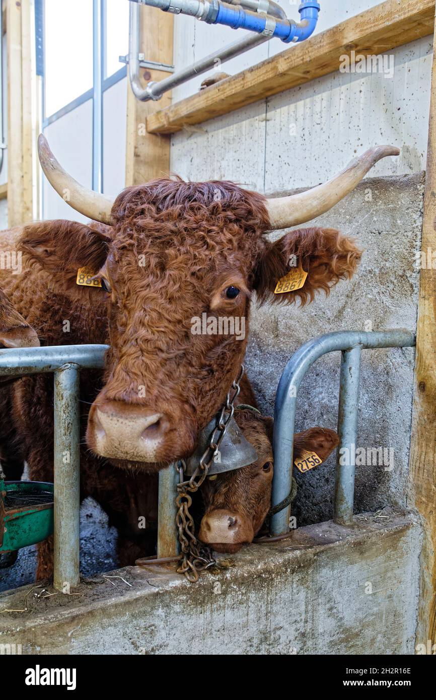 St Etienne-du-Monteil, France.17 juillet 2021.Traite les vaches de Salers à la ferme de Galvaing à St Etienne-du-Monteil, France. Pour faire la tradition de Salers. Banque D'Images