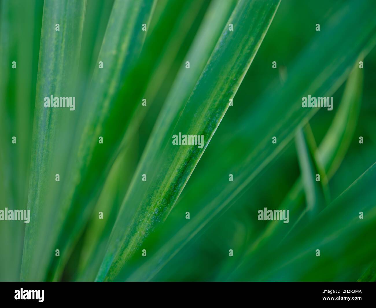 La lumière du jour ferme la structure d'une plante verte de type herbe. Banque D'Images