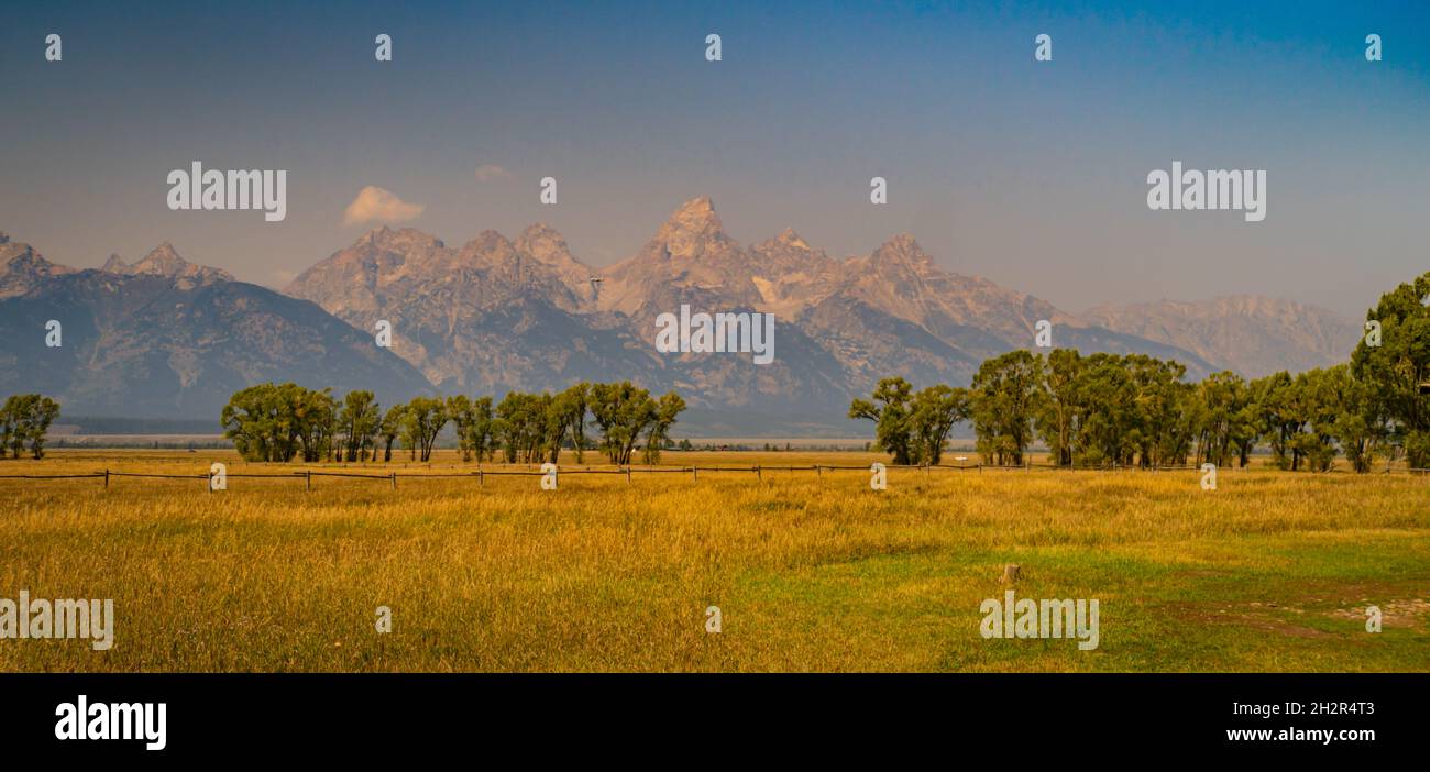 Herbe dorée et arbres verts au premier plan de la chaîne de montagnes Teton Banque D'Images