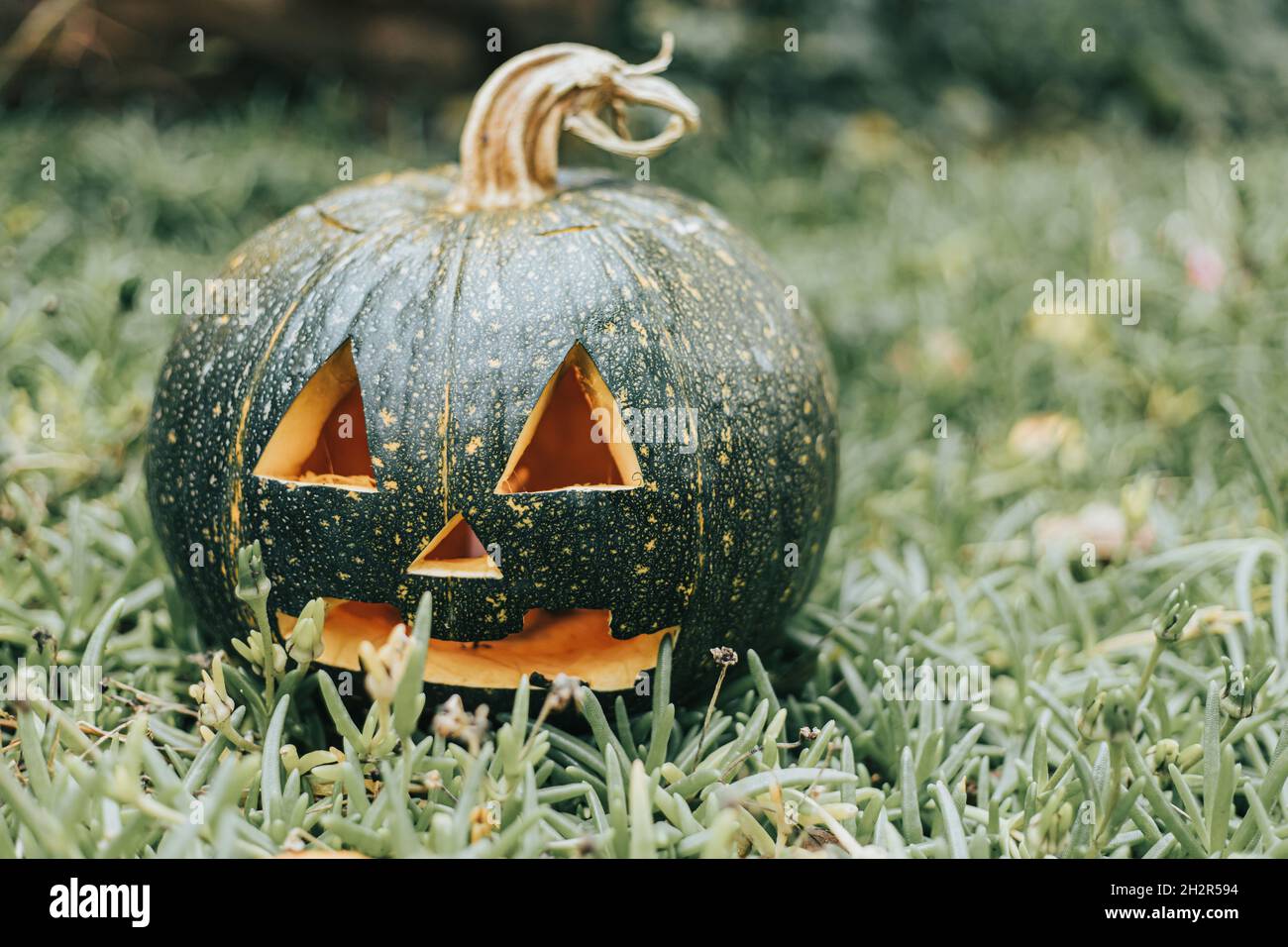Gros plan de la citrouille sculptée sur une surface verte herbacée.Concept de décoration d'Halloween Banque D'Images