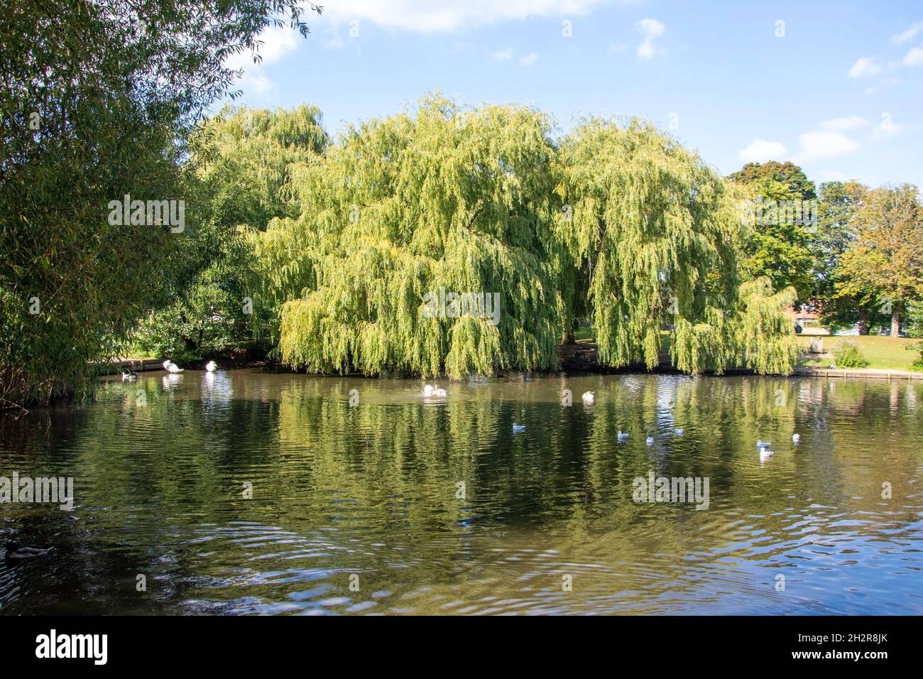 Saule pleurant dans Ham Pond, Ham Common, Ham, London Borough of Richmond upon Thames, Greater London, Angleterre, Royaume-Uni Banque D'Images