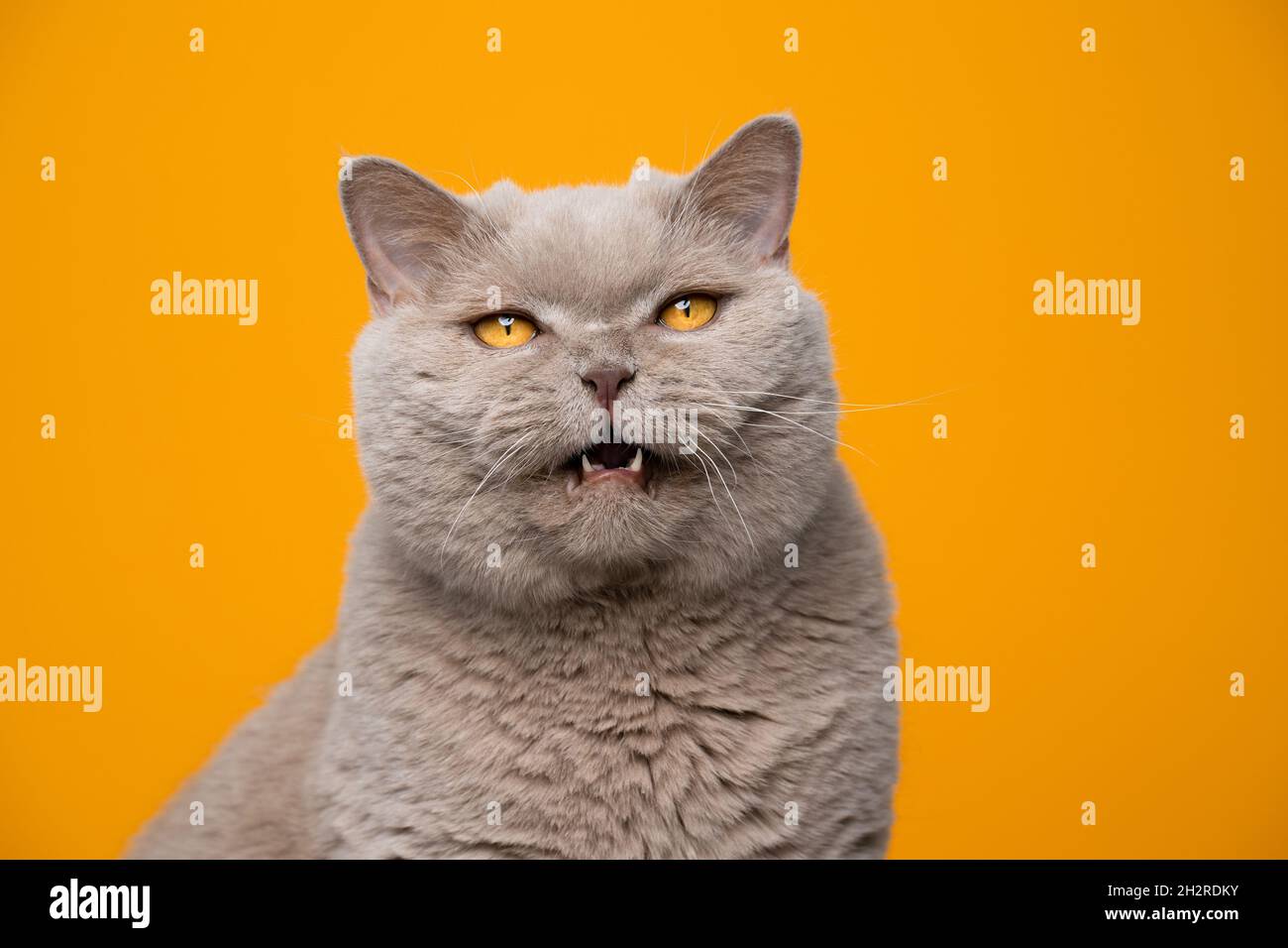 lylac britannique shorthair chat mewing avec la bouche ouverte regardant en colère sur fond jaune avec l'espace de copie Banque D'Images