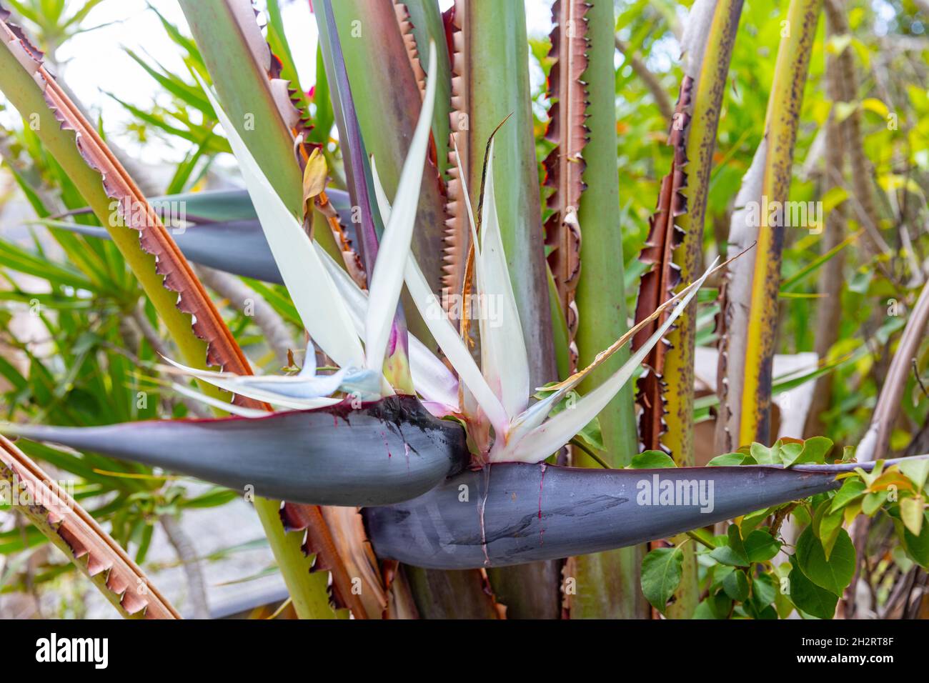 Strelitzia nicolai, oiseau blanc géant de la plante paradisiaque avec gros  plan de fleur blanche, Sydney Northern Beaches, NSW, Australie Photo Stock  - Alamy