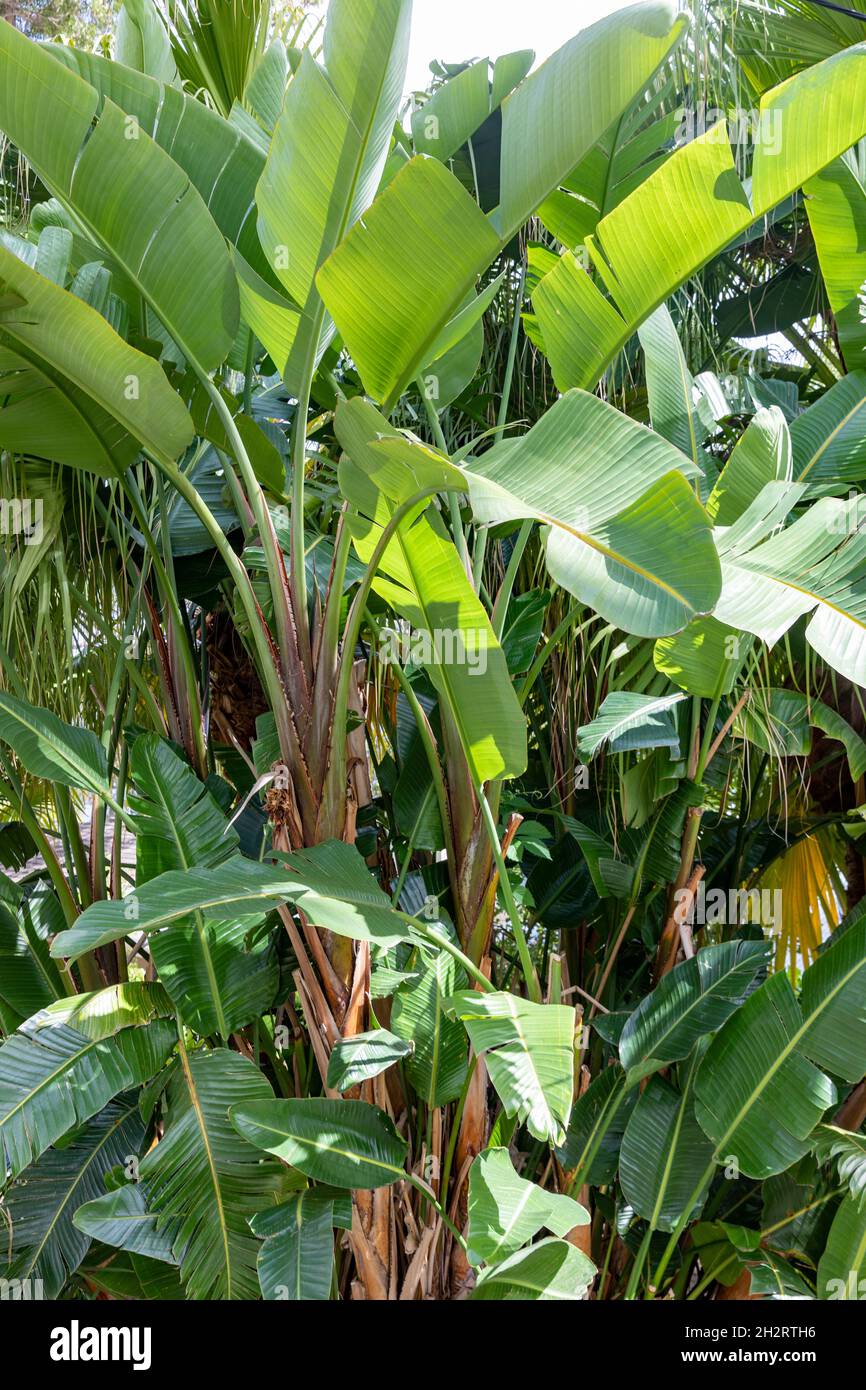 Strelitzia nicolai, plante d'oiseau blanc géant de paradis à Sydney un jour de printemps, Australie Banque D'Images