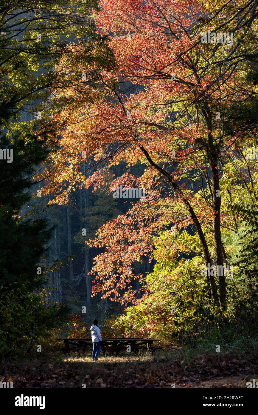 Randonneur admirant le feuillage d'automne dans la forêt récréative de DuPont - Cedar Mountain, Caroline du Nord, États-Unis Banque D'Images