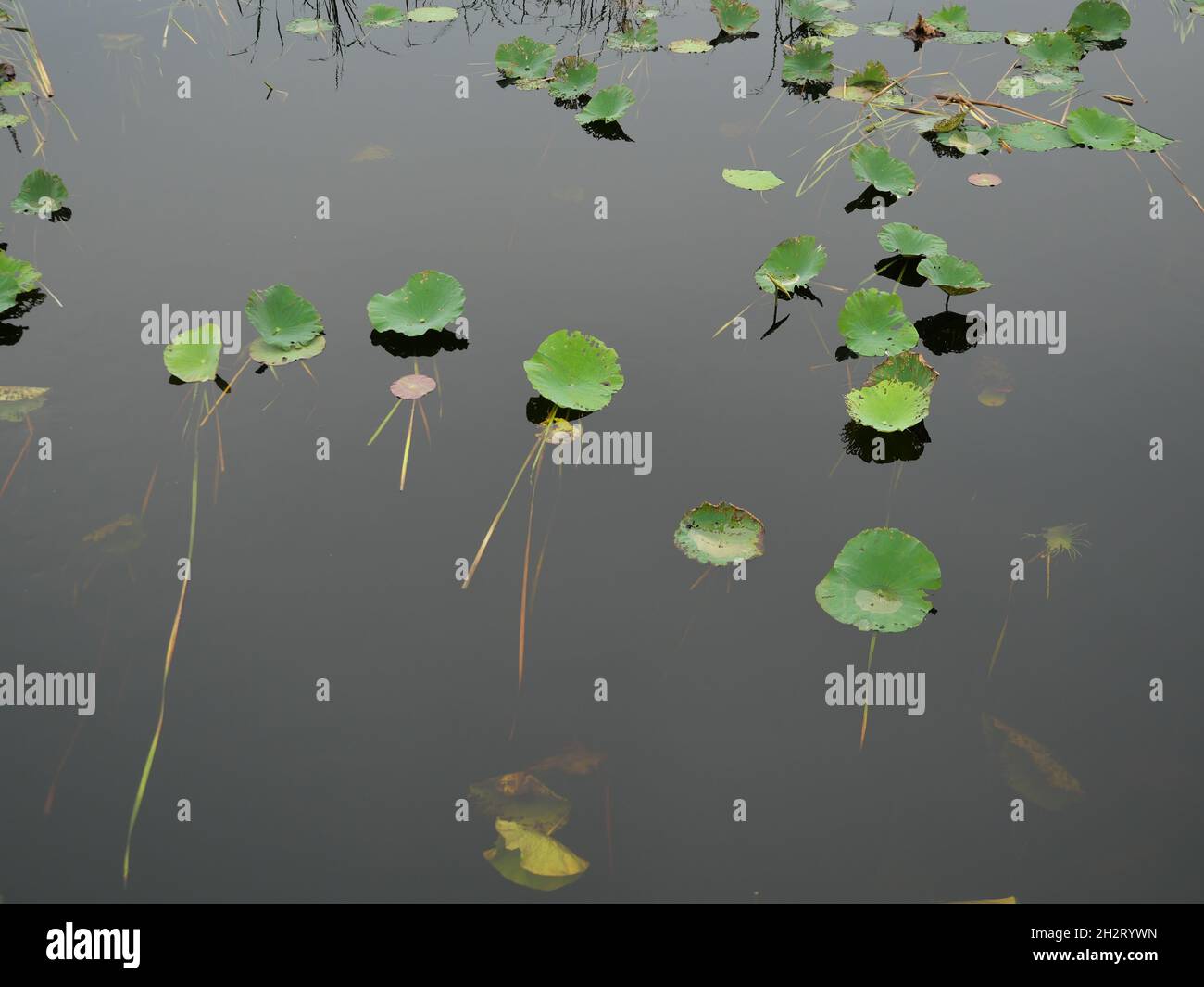 Haricot de l'Inde ou plante d'arbre à feuilles de Lotus Sacré à la surface de l'eau gris calme, goutte d'eau transparente sur les feuilles vertes, plantes d'eau tropicale en Asie Banque D'Images