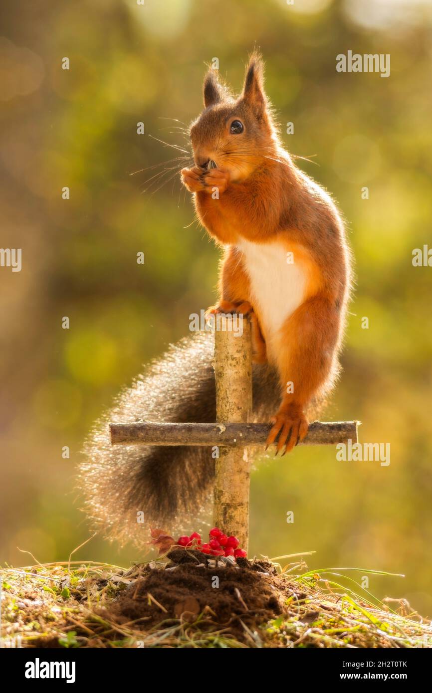 Écureuil rouge debout sur une croix d'une tombe Banque D'Images