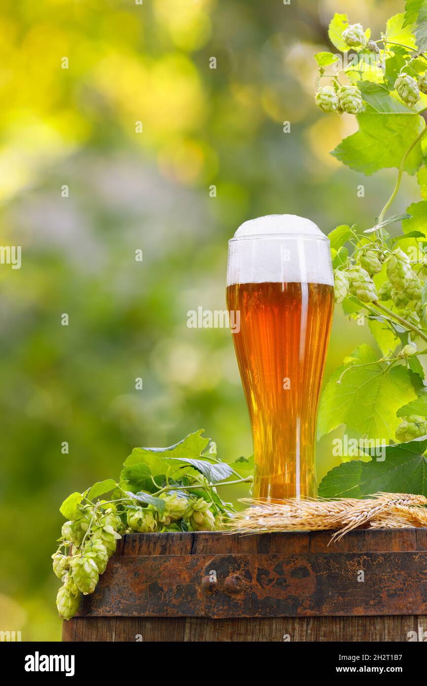 verre de bière avec oreilles de blé et cônes de houblon Banque D'Images
