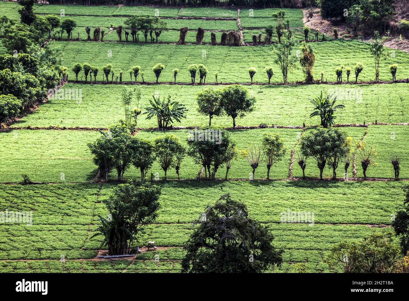 INDONÉSIE, SUMBAWA EST UNE ÎLE INDONÉSIENNE, AU MILIEU DE LA CHAÎNE DES ÎLES SUNDA, AVEC LOMBOK À L'OUEST, FLORES À L'EST. CULTURES DE S. Banque D'Images