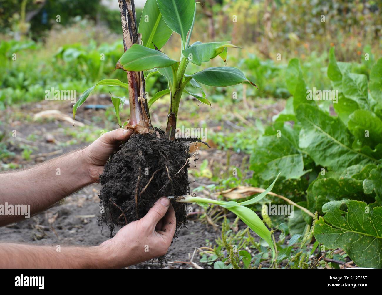 Un Floriste est en train de transplanter, propageant un Dwarf Cavendish Banana. Banque D'Images
