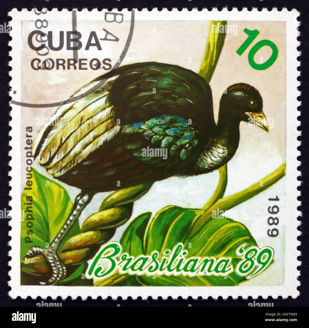 CUBA - VERS 1989 : un timbre imprimé à Cuba montre un trompettiste à ailes pâles, psophia leucoptera, oiseau exotique, vers 1989 Banque D'Images