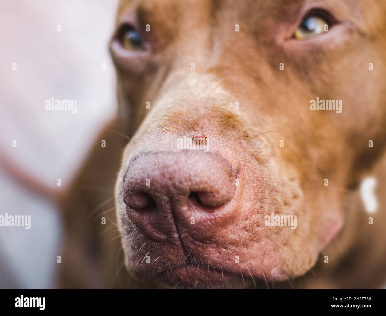 Adorable chiot de couleur chocolat. Gros plan, extérieur. Lumière du jour. Concept de soins, éducation, formation à l'obéissance, élevage d'animaux de compagnie Banque D'Images