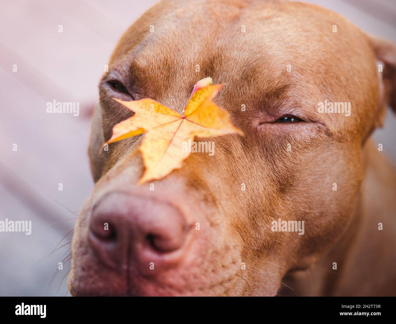 Adorable chiot de couleur chocolat. Gros plan, extérieur. Lumière du jour. Concept de soins, éducation, formation à l'obéissance, élevage d'animaux de compagnie Banque D'Images