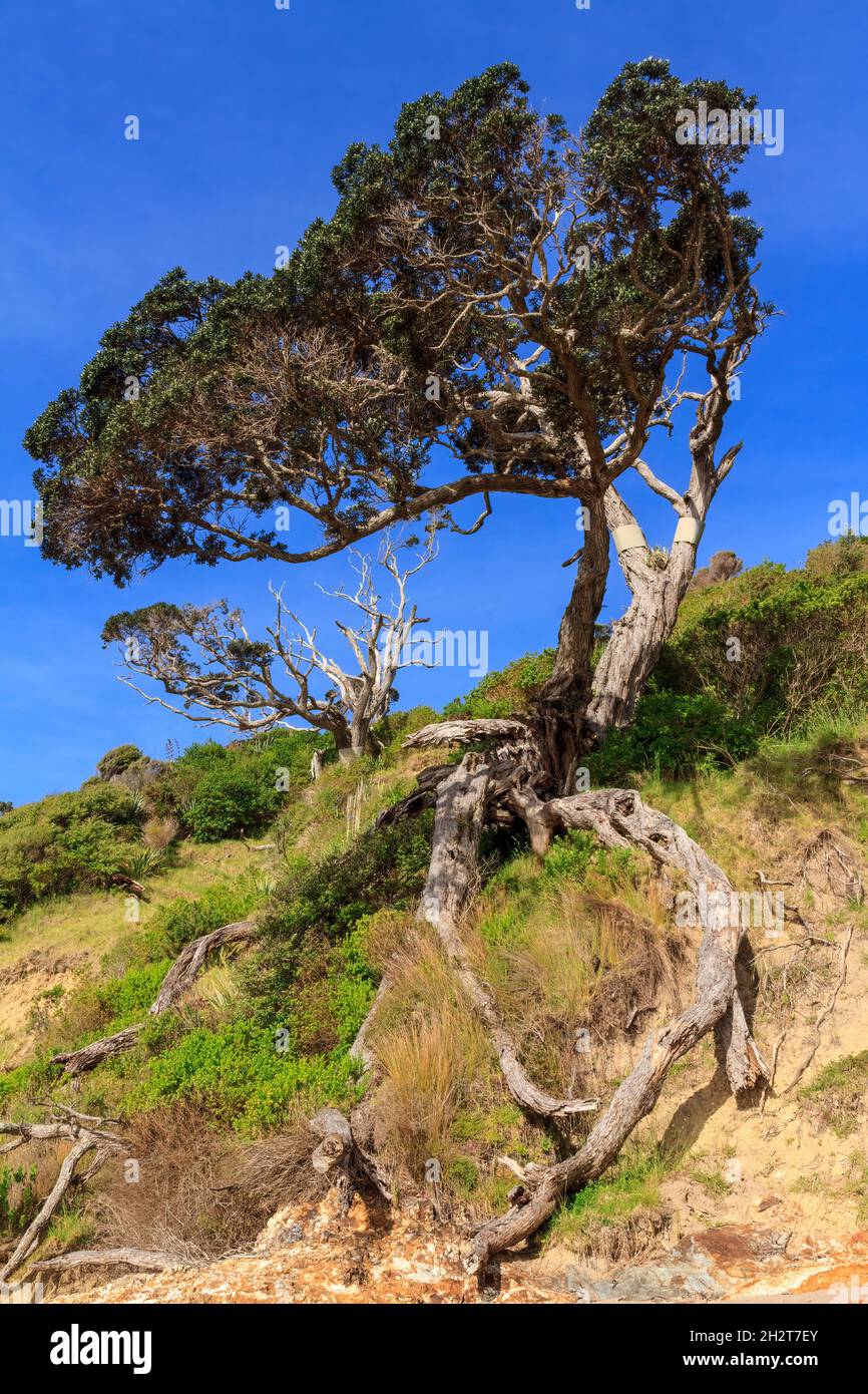 Arbre de Pohutukawa avec plusieurs branches mortes en raison de dommages possum dans la baie des îles, en Nouvelle-Zélande Banque D'Images