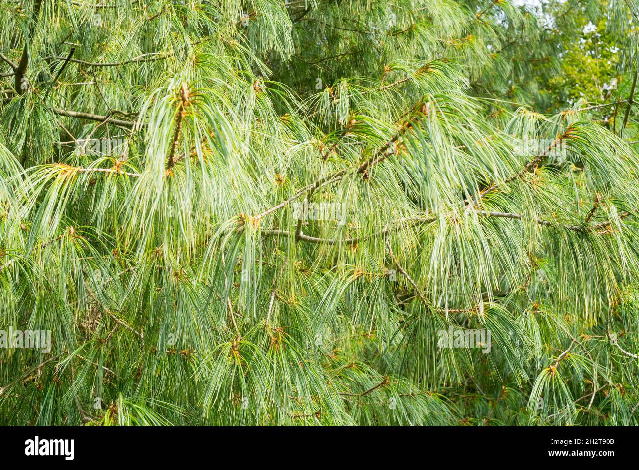 Le pin blanc chinois, Pinus Arhandii, Angleterre, Royaume-Uni Banque D'Images