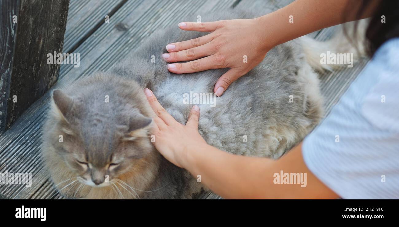 Piqure De Puce Banque De Photographies Et D Images A Haute Resolution Alamy