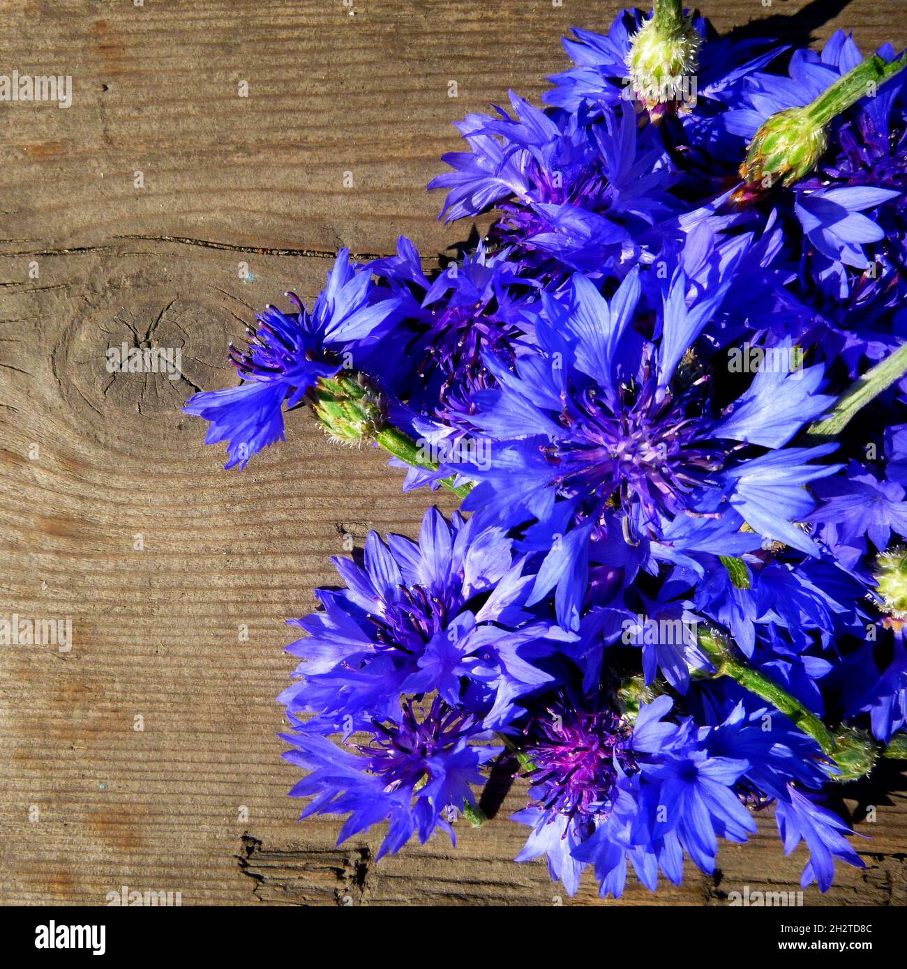 Fleurs de maïs, fleurs de Centaurea. Fleurs bleues sur fond de surface en bois. Herbes culinaires, assaisonnement, arôme. Plante médicinale du jardin de Siber Banque D'Images