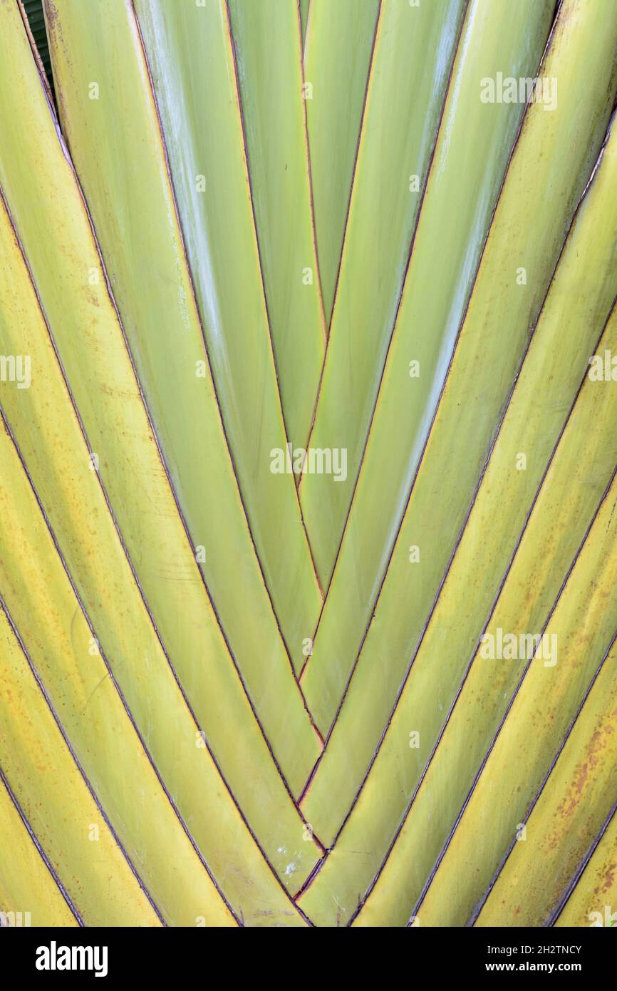 Feuille Ravinal Un gros plan de feuilles de Ravenala plante comme des feuilles de ...