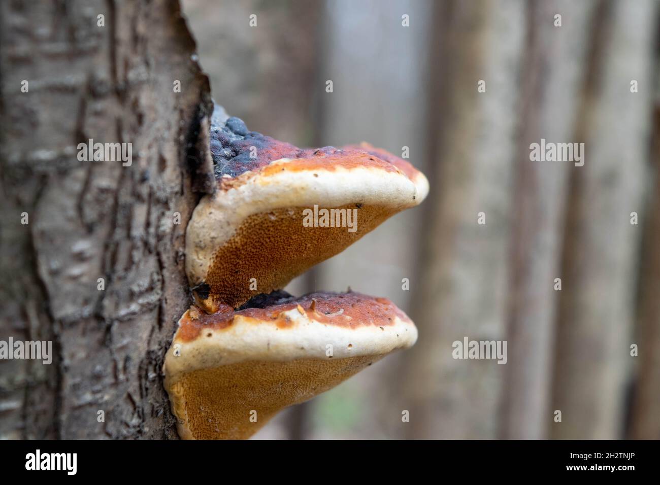 Champignons sur le tronc d'un vieux arbre sur fond de forêt.Gros plan — free download