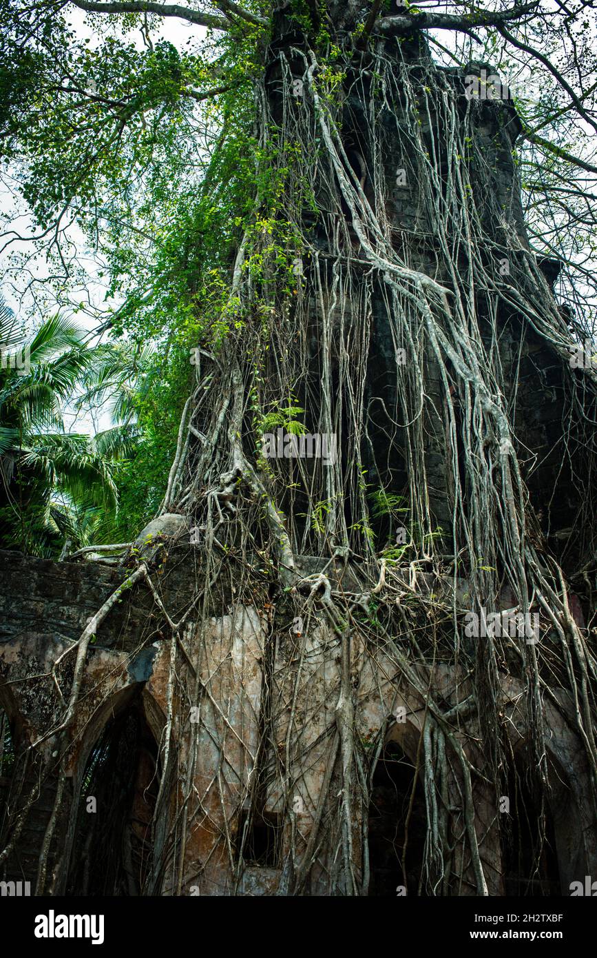 Un voyage à travers les ruines de l'île Ross, le quartier général des îles Andaman et Nicobar en Inde britannique Banque D'Images