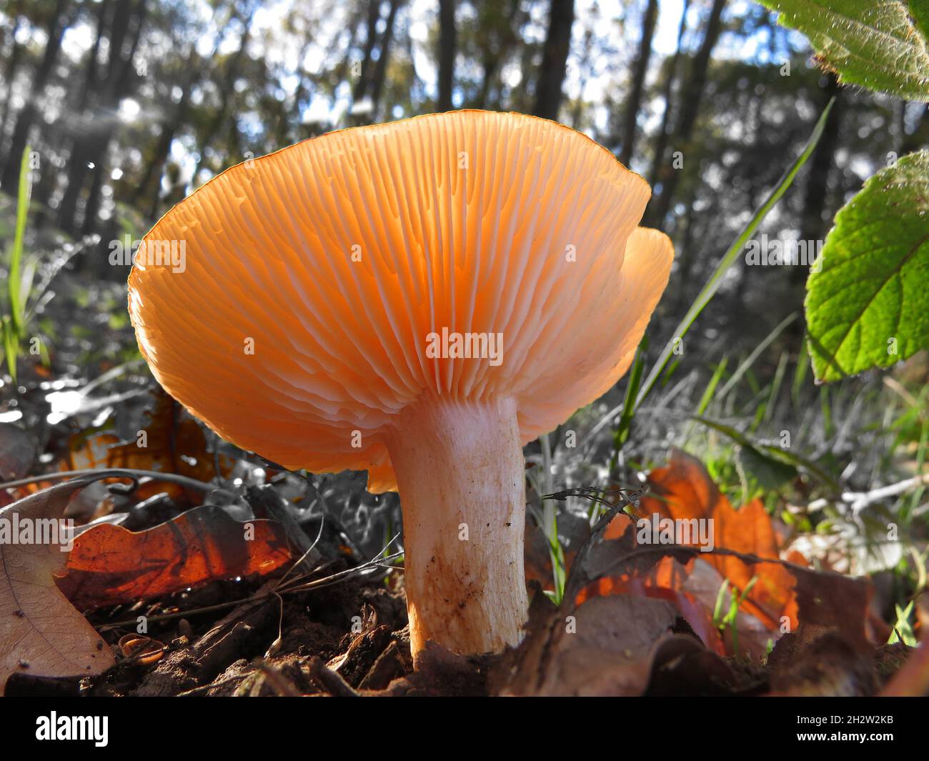 champignons orange vif dans les bois d'en-dessous Banque D'Images