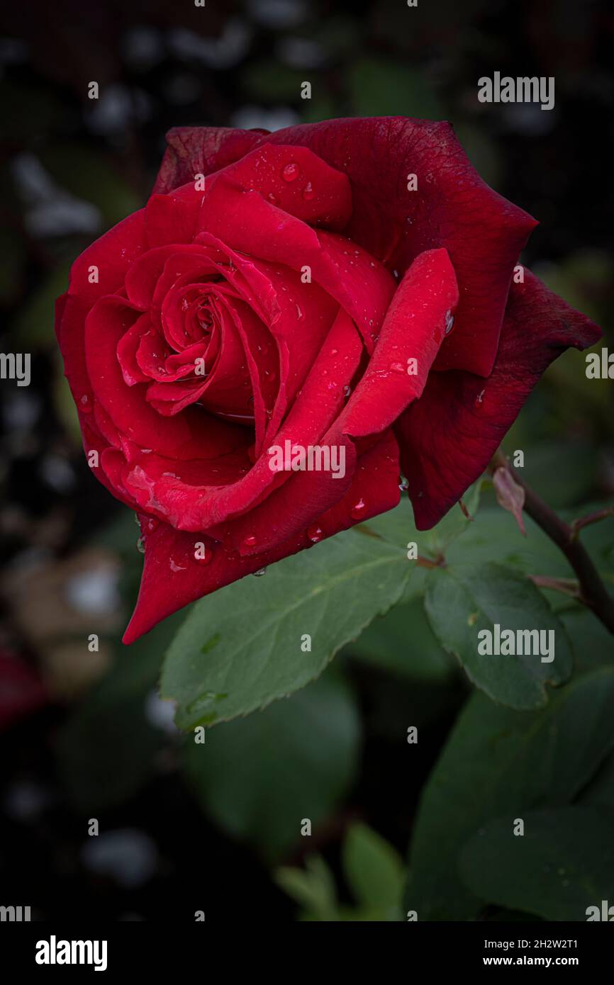 Gouttelettes d'eau sur les pétales d'une belle rose rouge dans un jardin. Banque D'Images